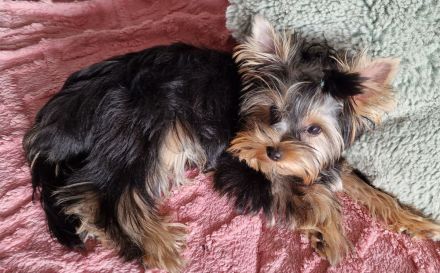 Yorkshire Terrier