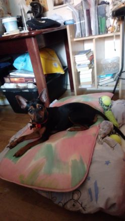 Pinscherlady