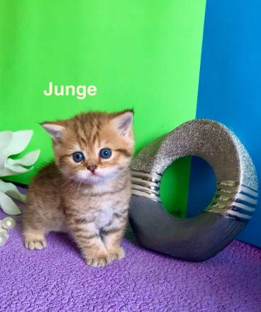 BKH Katzenbaby mit Stammbaum🐈