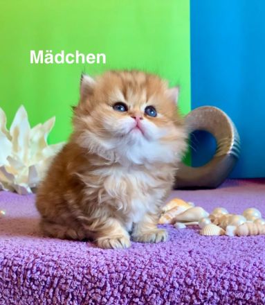 BKH Katzenbaby mit Stammbaum🐈