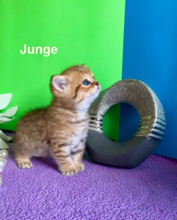 BKH Katzenbaby mit Stammbaum🐈