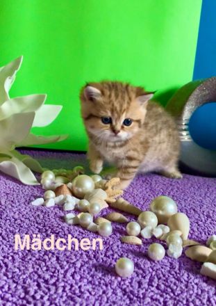 BKH Katzenbaby mit Stammbaum🐈