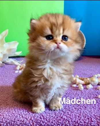 BKH Katzenbaby mit Stammbaum🐈