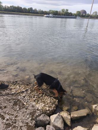 Deutscher Schäferhund abzugeben