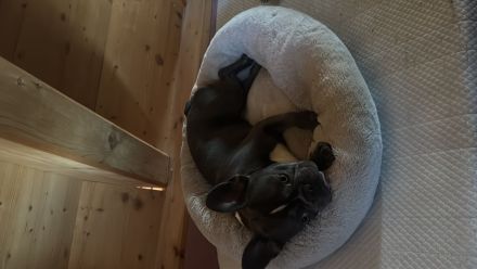Französische Bulldogge Rocky sucht ein liebevolles neues Zuhause
