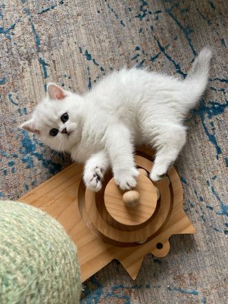 Cattery von Bibraho