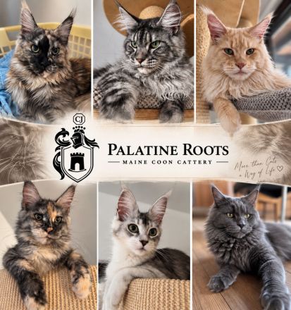 Palatine Roots
