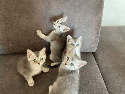 Wunderschöne BKH Kätzchen / Kitten