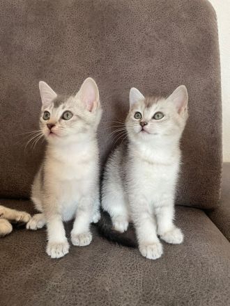 Wunderschöne BKH Kätzchen / Kitten
