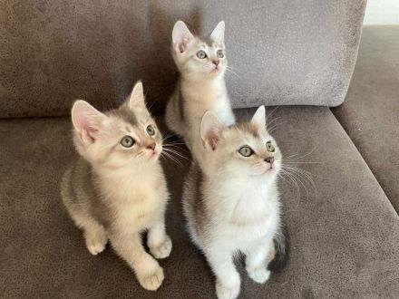 Wunderschöne BKH Kätzchen / Kitten