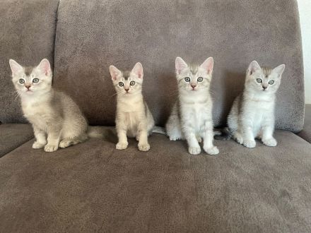 Wunderschöne BKH Kätzchen / Kitten