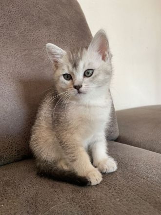 Wunderschöne BKH Kätzchen / Kitten