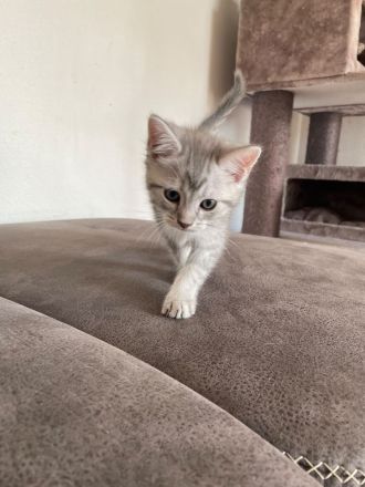 Wunderschöne BKH Kätzchen / Kitten