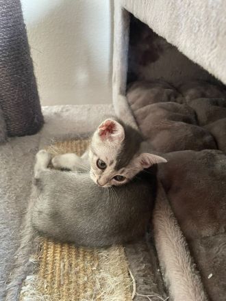 Wunderschöne BKH Kätzchen / Kitten