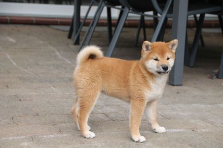 Süßes Shiba Inu Welpen Mädchen