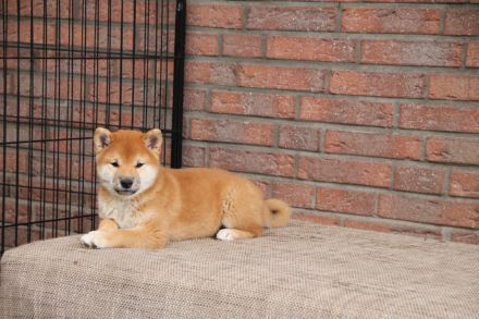 Süßes Shiba Inu Welpen Mädchen