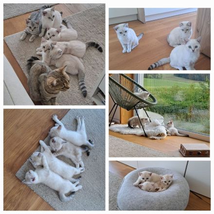 BKH-Kitten in verantwortungsbewusste Hände abzugeben