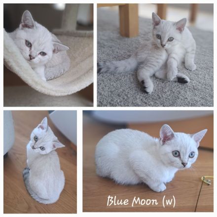 BKH-Kitten in verantwortungsbewusste Hände abzugeben