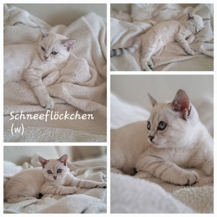 BKH-Kitten in verantwortungsbewusste Hände abzugeben