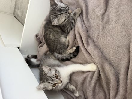 Zwei liebevolle Katzenbrüder suchen gemeinsam ein neues Zuhause