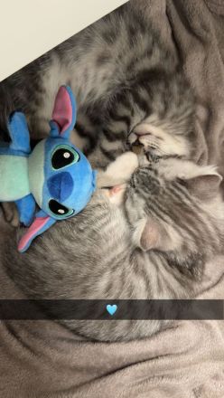 Zwei liebevolle Katzenbrüder suchen gemeinsam ein neues Zuhause