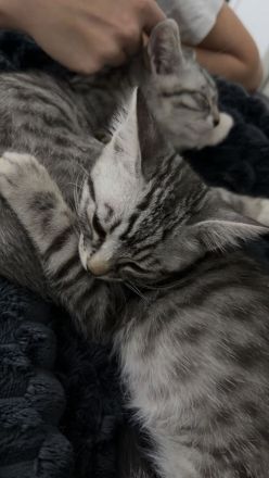 Zwei liebevolle Katzenbrüder suchen gemeinsam ein neues Zuhause