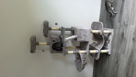 Zwei liebevolle Katzenbrüder suchen gemeinsam ein neues Zuhause