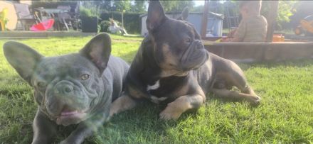 Französische Bulldogge Welpen
