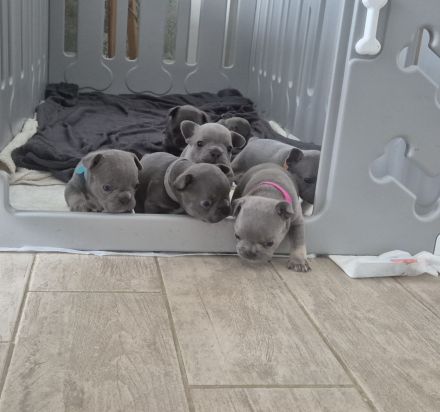 Französische Bulldogge Welpen