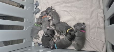 Französische Bulldogge Welpen