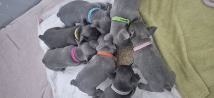 Französische Bulldogge Welpen