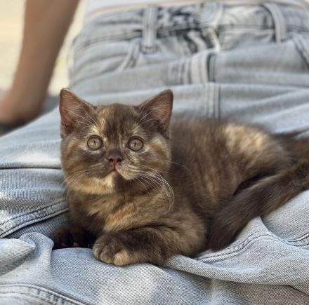 BKH Geschwister Pärchen sucht ihre Familie. Kitten chocolate Tortie black white red lilac