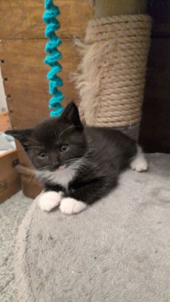 Maine Coon Mix Kitten
