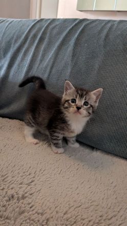 Maine Coon Mix Kitten
