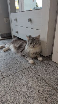 Maine Coon Mix Kitten