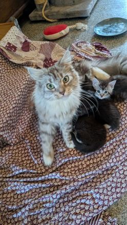 Maine Coon Mix Kitten