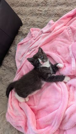 Maine Coon Mix Kitten