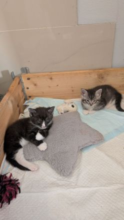 Maine Coon Mix Kitten