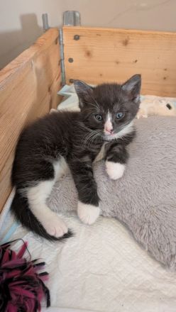Maine Coon Mix Kitten