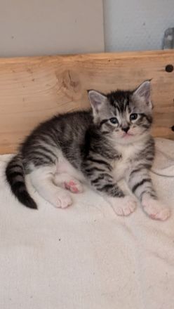 Maine Coon Mix Kitten