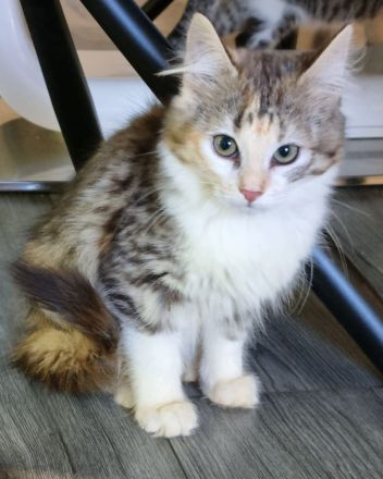 Sehr süße junge Bengal Main Coon Mix Katze in allerbeste Hände abzugeben