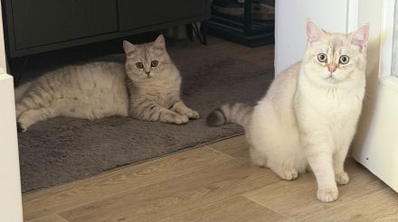 BKH-Katzen und Kitten in liebevolle Hände abzugeben
