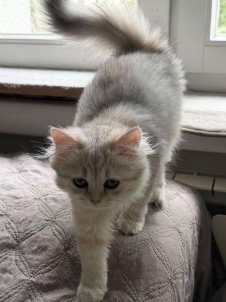 BKH-Katzen und Kitten in liebevolle Hände abzugeben