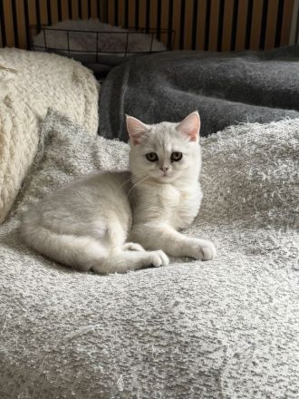 BKH-Katzen und Kitten in liebevolle Hände abzugeben