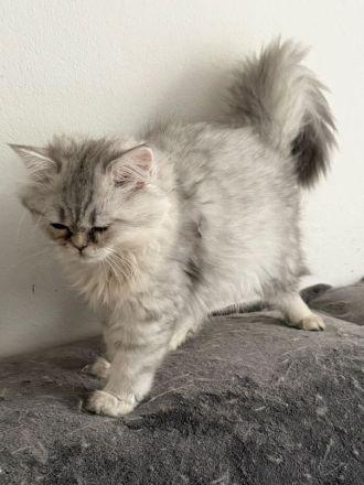 BKH-Katzen und Kitten in liebevolle Hände abzugeben