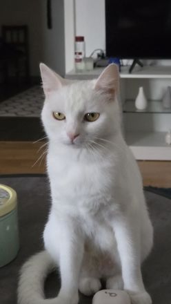 Liebe weiße Katze sucht ein neues Zuhause 🤍🐱