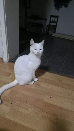Liebe weiße Katze sucht ein neues Zuhause 🤍🐱