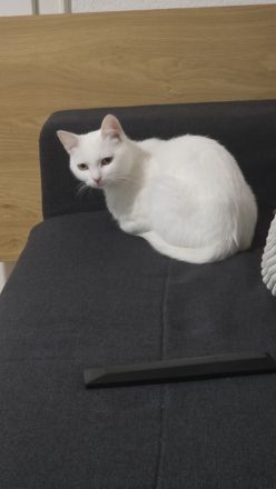 Liebe weiße Katze sucht ein neues Zuhause 🤍🐱