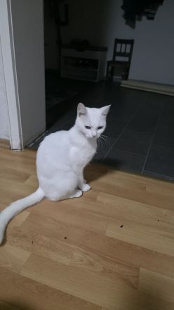 Liebe weiße Katze sucht ein neues Zuhause 🤍🐱