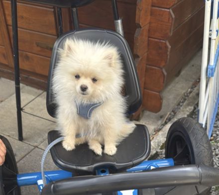 Pomeranian-Zwergspitz-Welpe, männlich